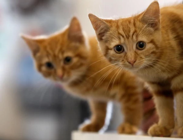Most Popular Kitten Names of 2014