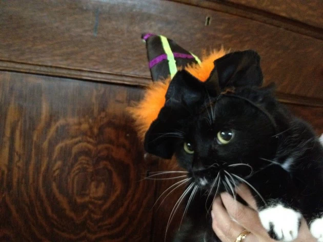 Todd's cat Morgan with witches hat