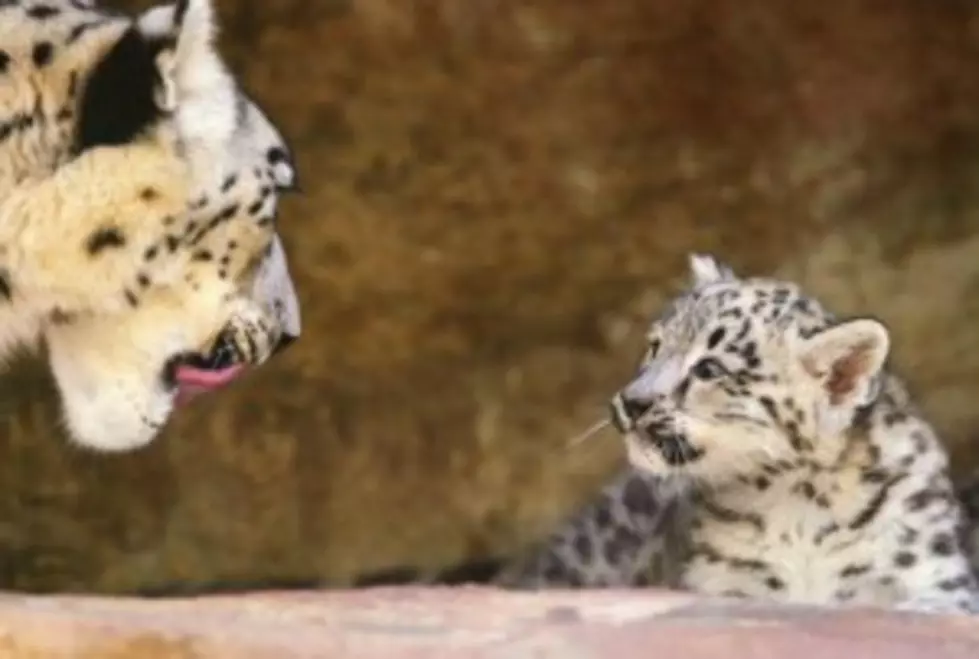 See the Newest Jaw-Dropping Zoo Animal Video!