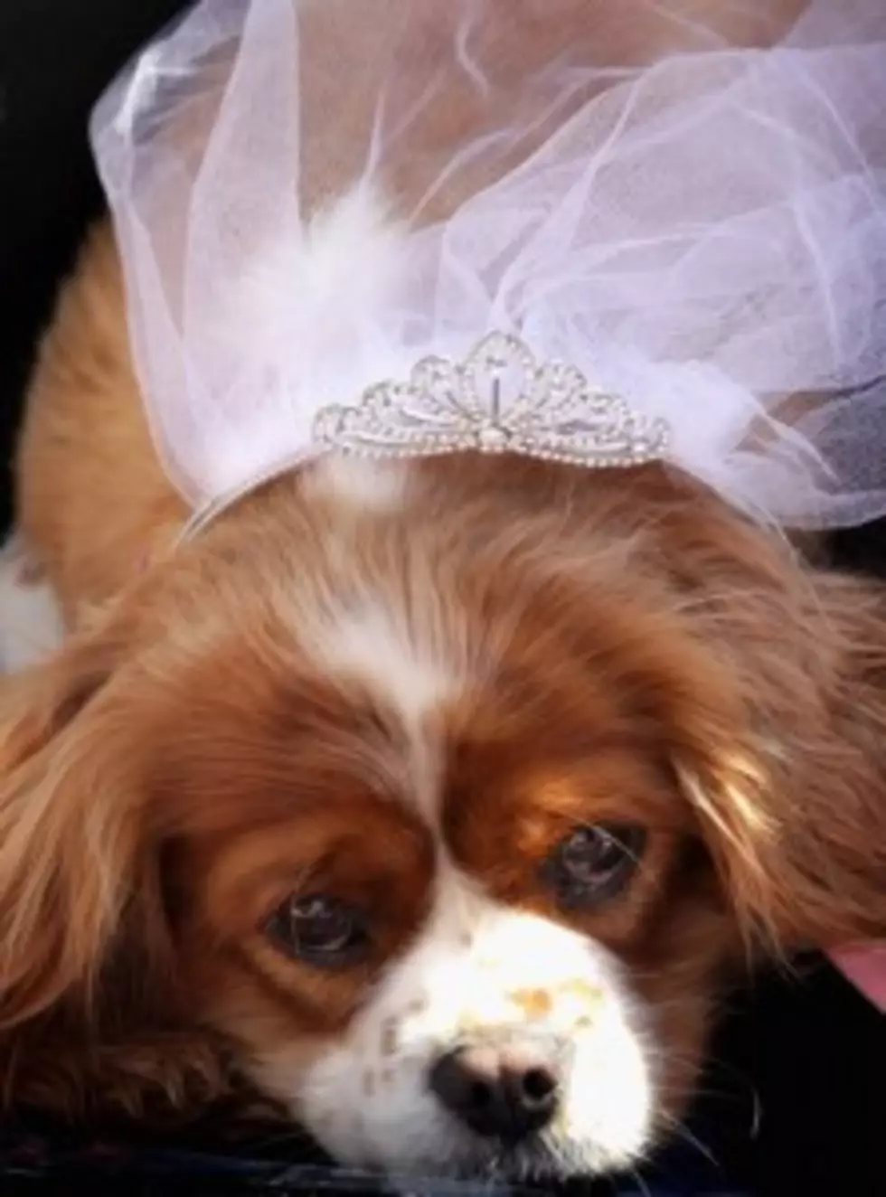 Woman Shells out $250K for Dog Wedding
