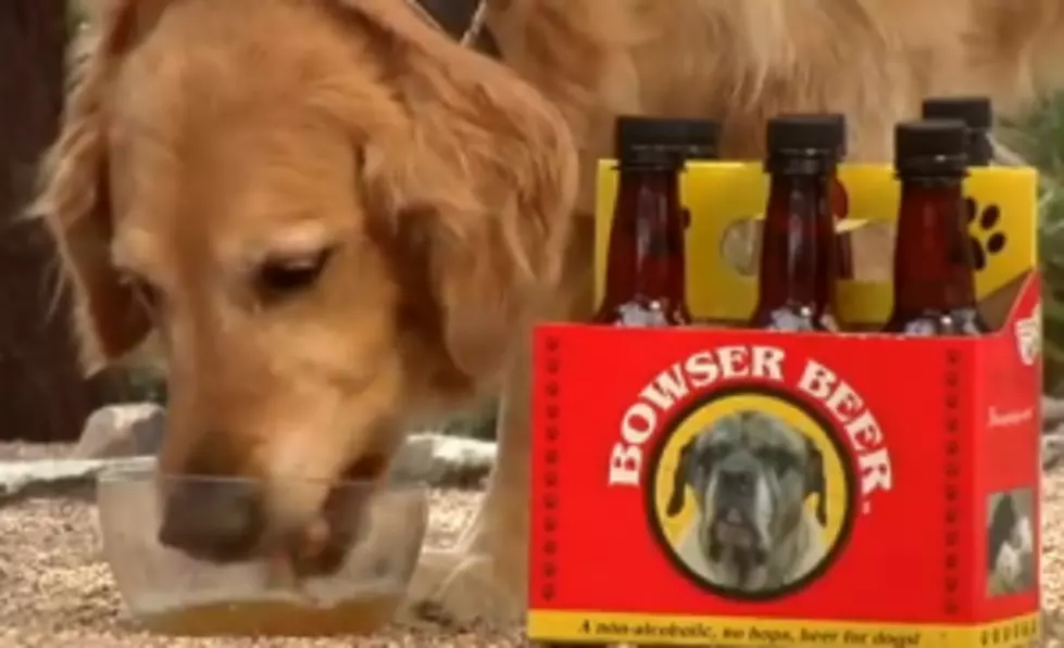 Beer For Dogs Has Arrived: Bowser Beer [VIDEO]