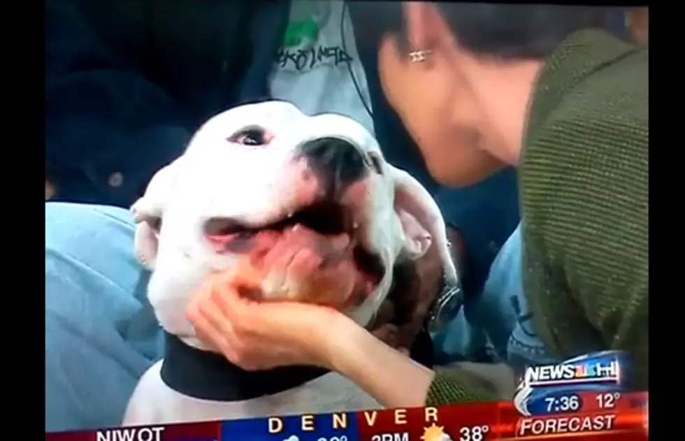9NEWS Anchor Bit in the Face by Dog During Live Interview [VIDEO]