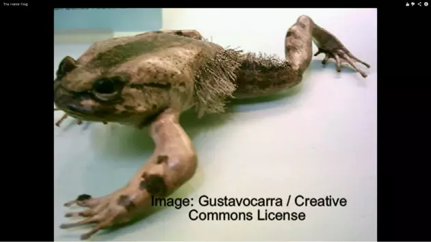 [Image: horror-frog-630x354.png]