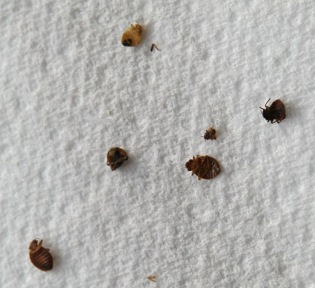 What Do Bed Bugs Look Like Bed bugs