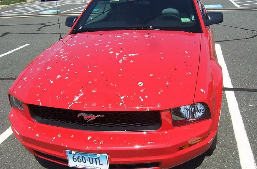 Red Cars Attract More Bird Poop