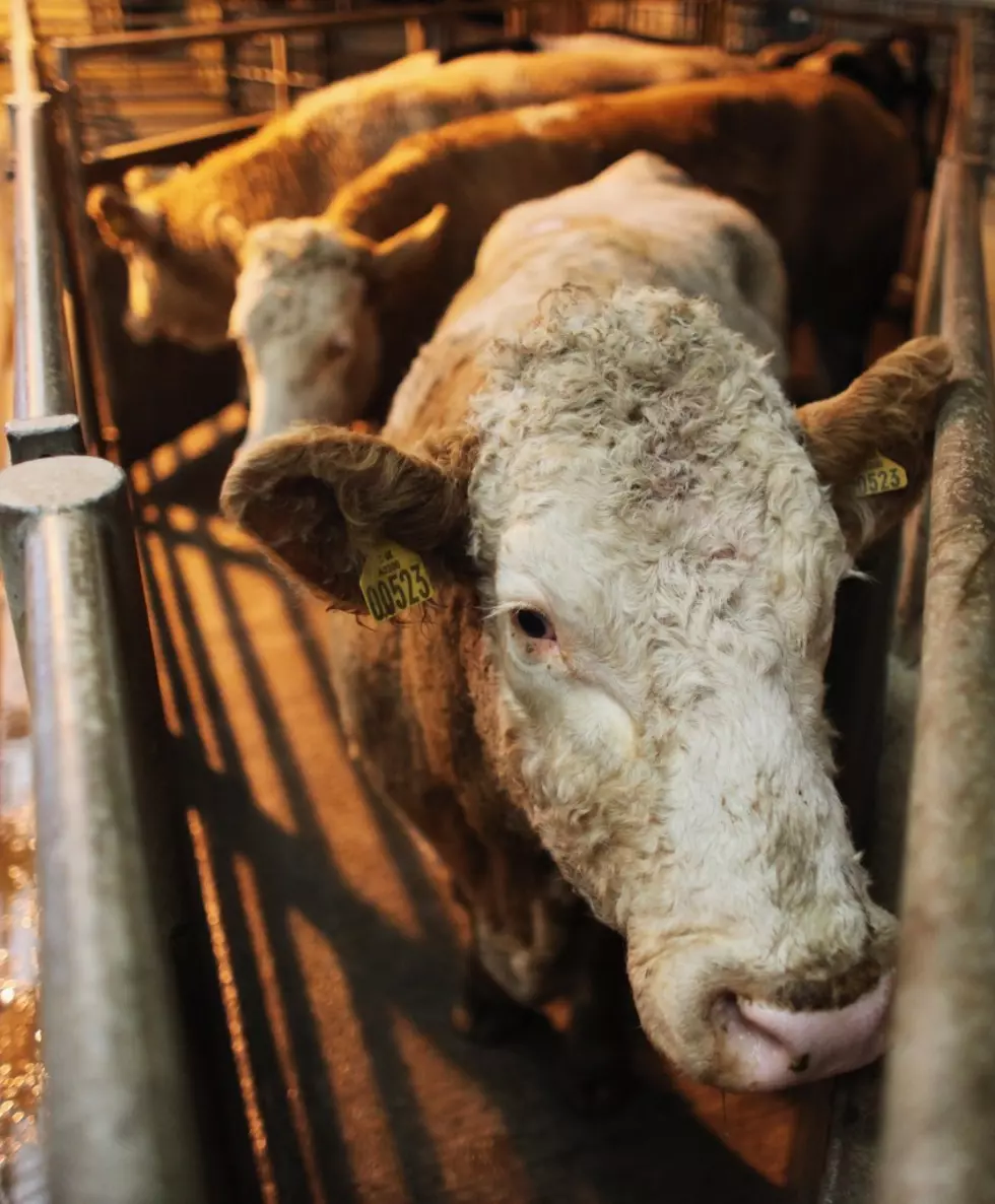 Eartags Proposed For Animal Disease Traceability