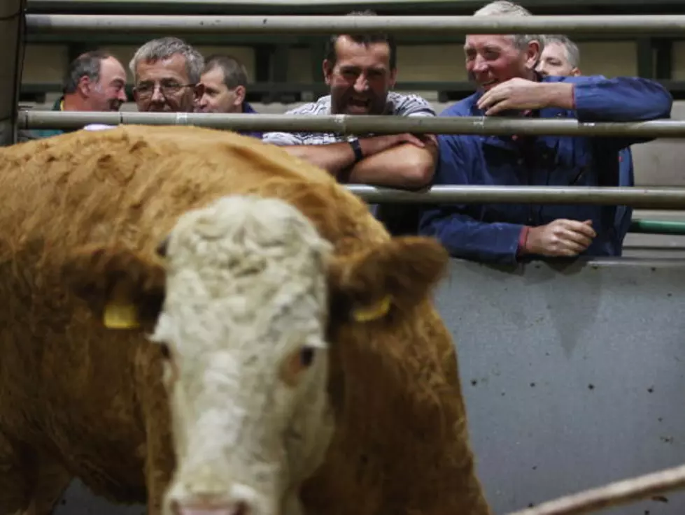 Cattle Prices Up, But So Are Producer&#8217;s Costs