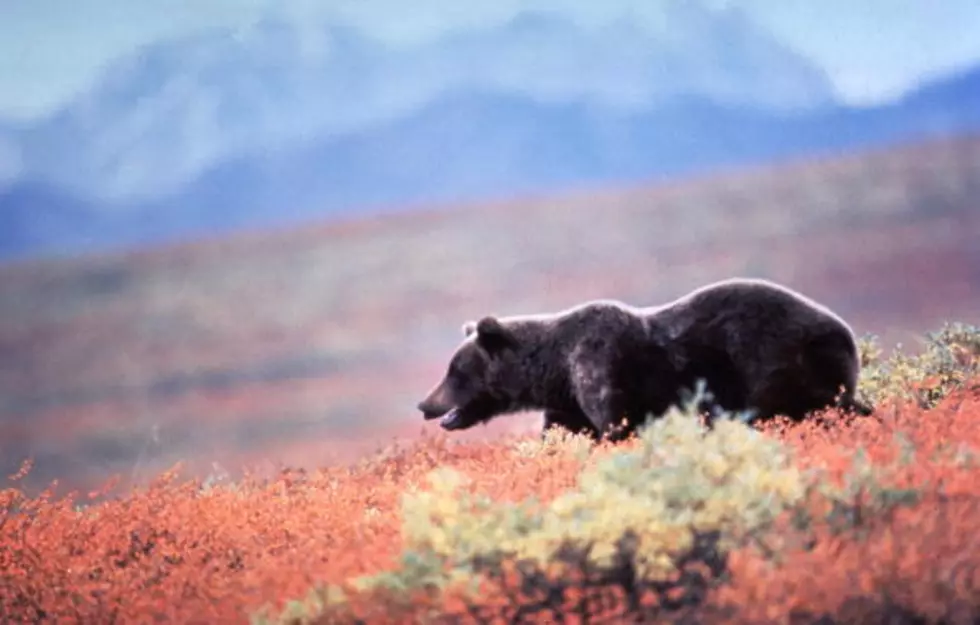 Grizzly Management Team Meets This Week Near Jackson
