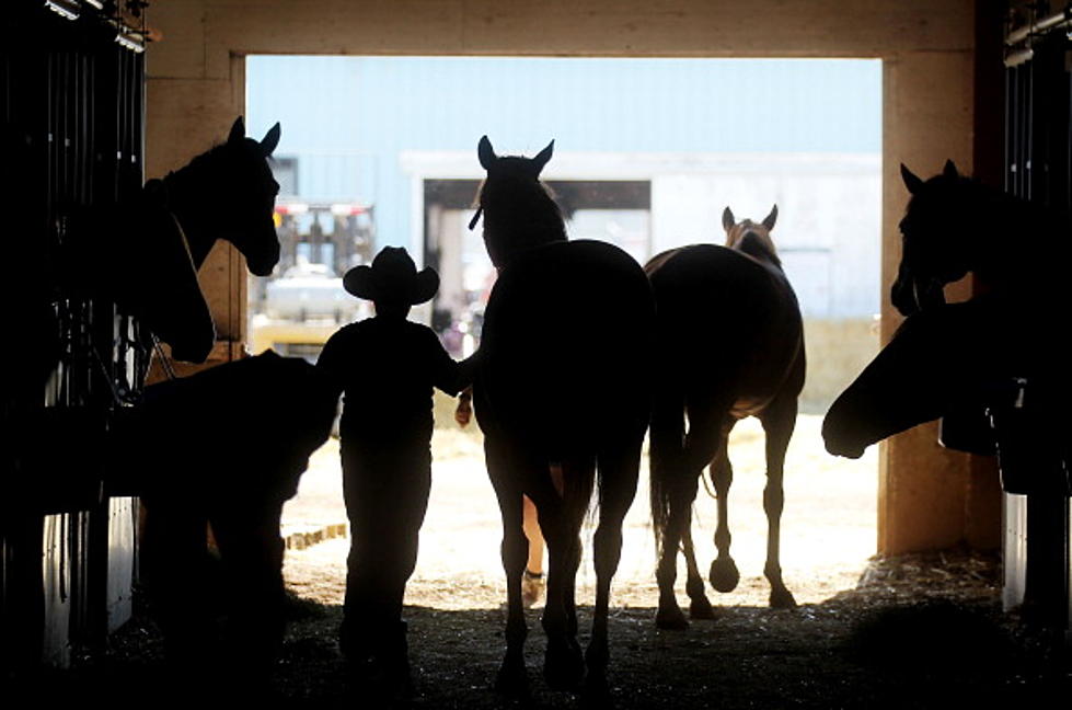 Horse Tails Still Targeted in Natrona, Converse Counties
