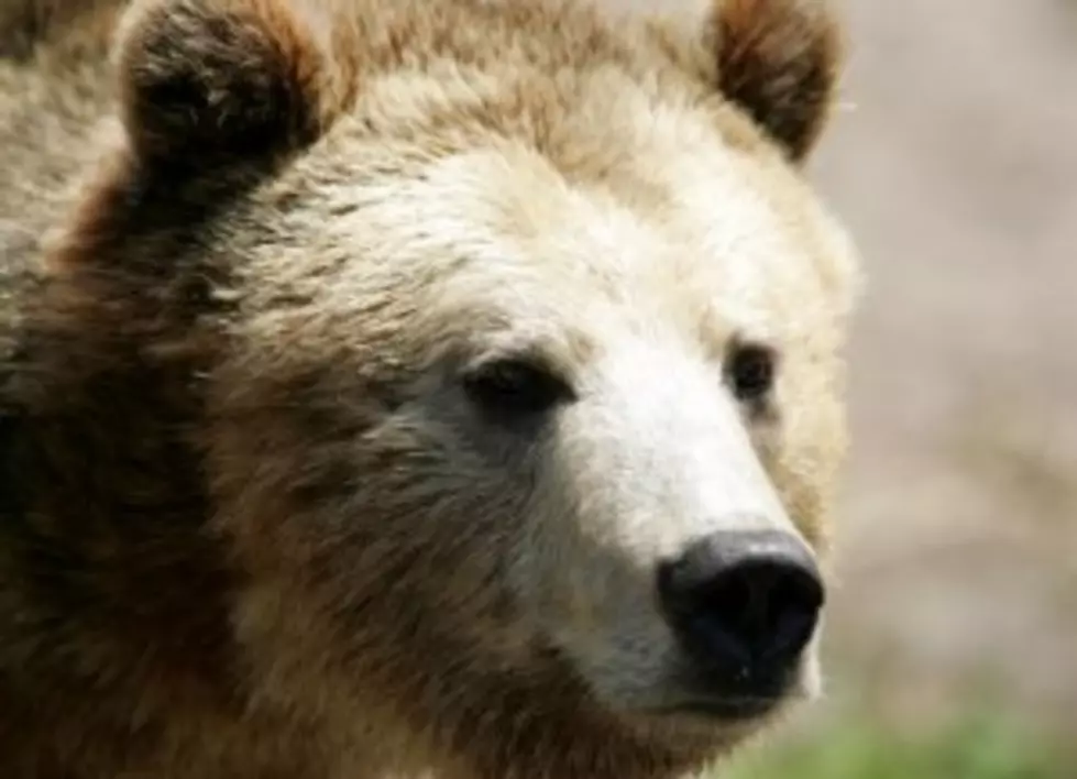 Sow Grizzly Euthanized After DNA Links Her To Hiker Deaths [AUDIO]