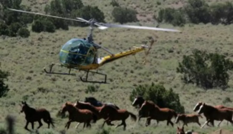 Lawsuit Thwarts Wild Horse Castration Plan [AUDIO]