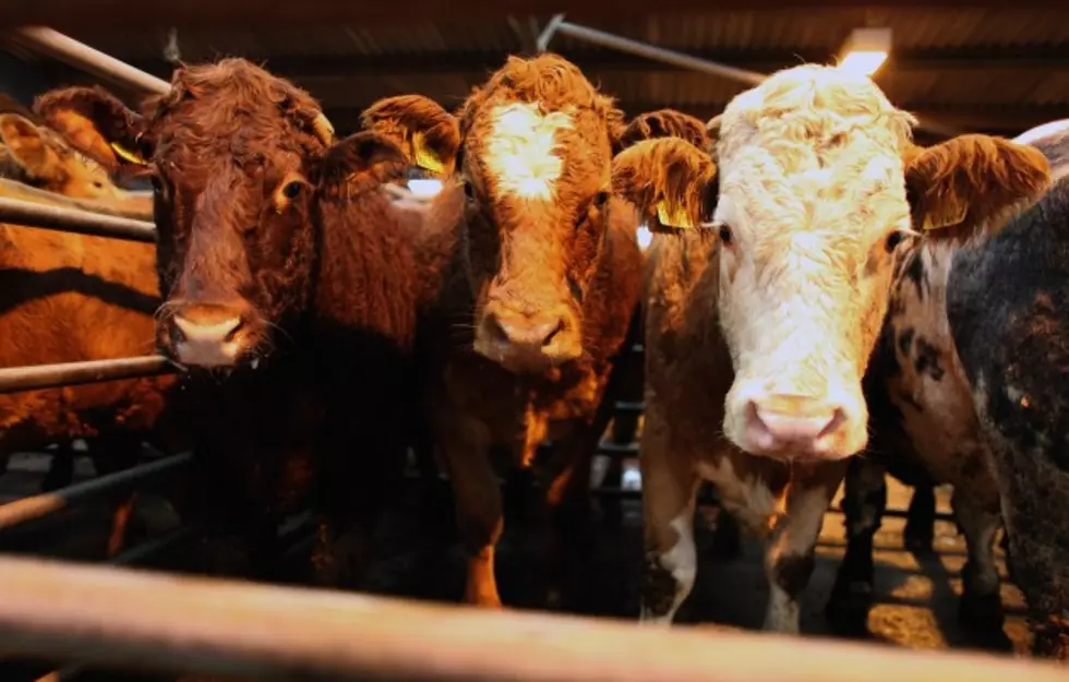 S. Korea Agreement to Help Wyoming Cattlemen