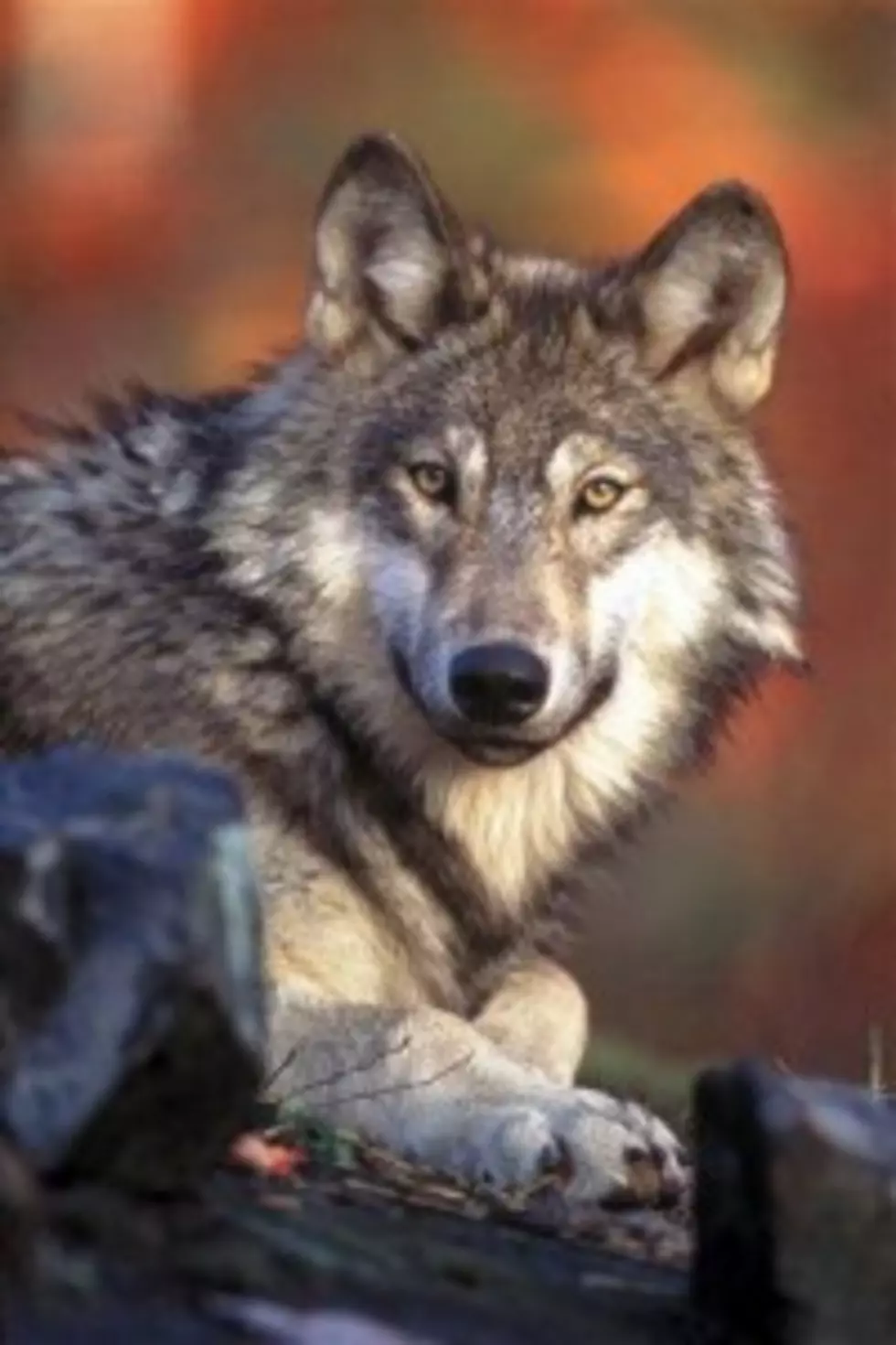 Last Chance To Comment On Wyoming&#8217;s Wolf Plan