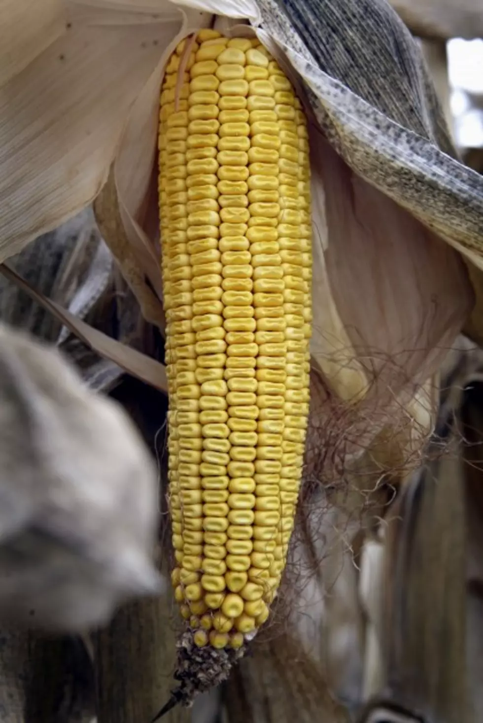 GMO Corn Crops Creating Super Bugs?