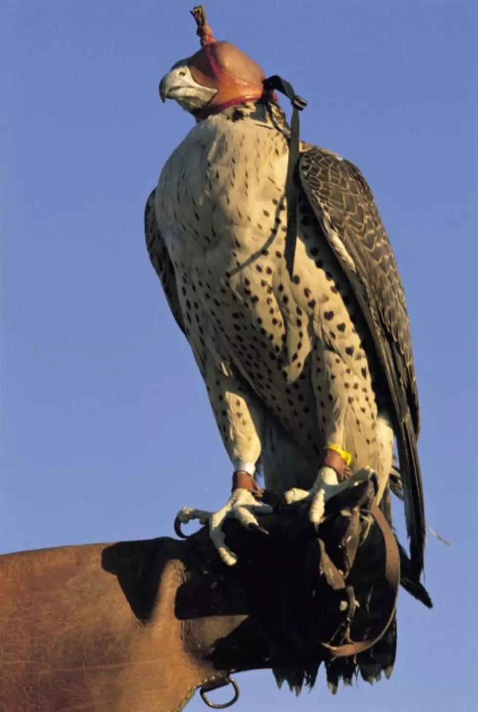 Wyoming Falconry Regulations Change In 2012