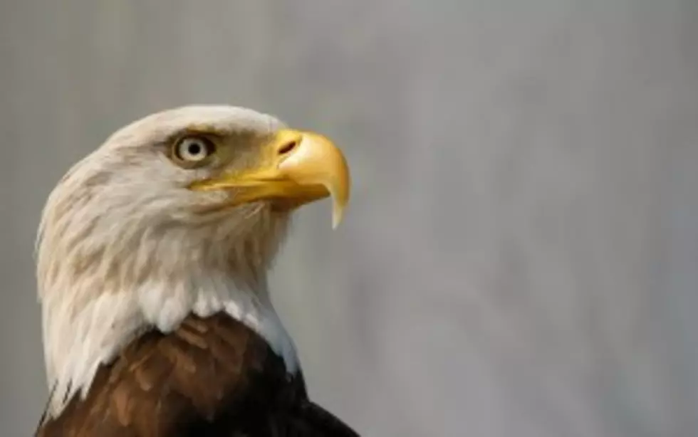 Wyoming Tribe Get Rare Permit To Kill Bald Eagle