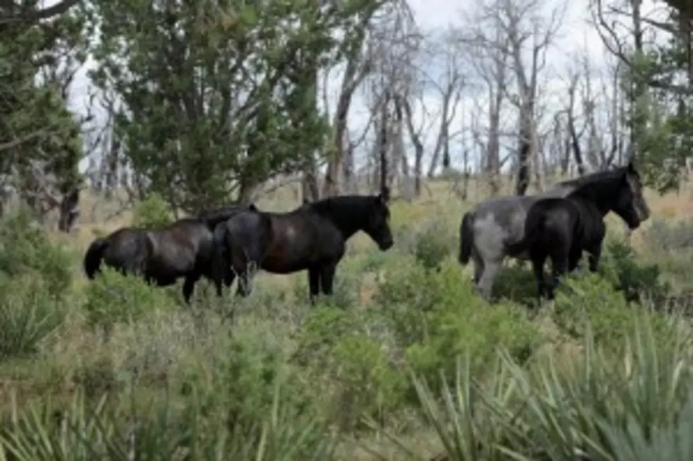 BLM Studying Proposed Wild Horse Sanctuary