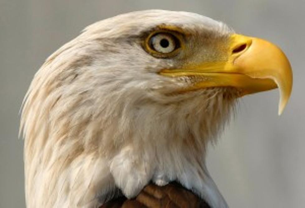 Eastern Shoshone Move To Enter Bald Eagle Case