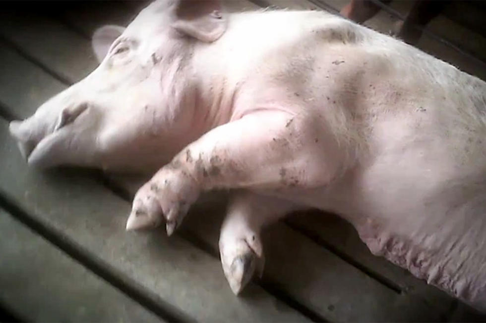 Pig Cruelty Charged At Wyoming Farm [GRAPHIC VIDEO]