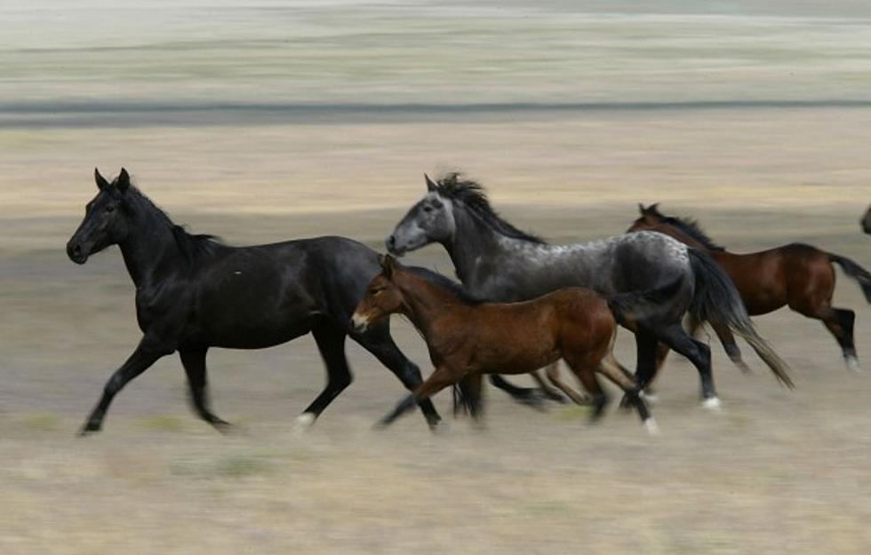 Wild Horse Adoption Set For May 18 And 19