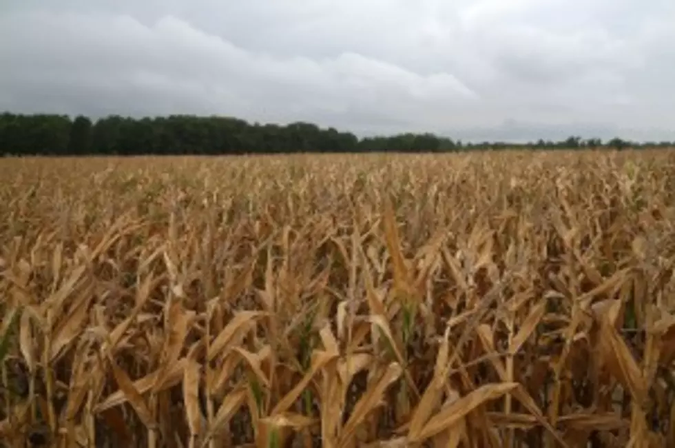 Report: Drought Worsens In Key Farm States
