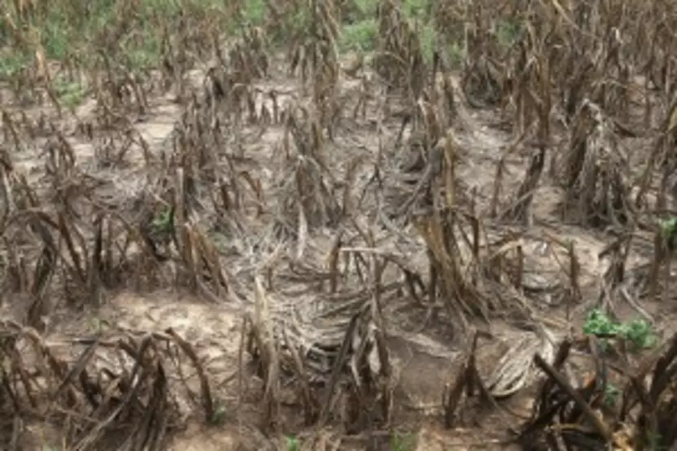 Drought Intensifies In Key Farming States