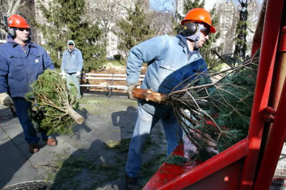 It&#8217;s Not Too Late To Recycle Your Christmas Tree