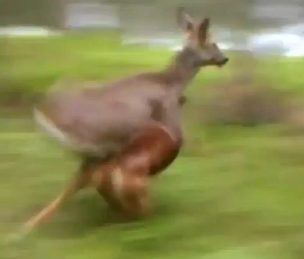 Proof That Deer Don&#8217;t Like Dogs [VIDEO]