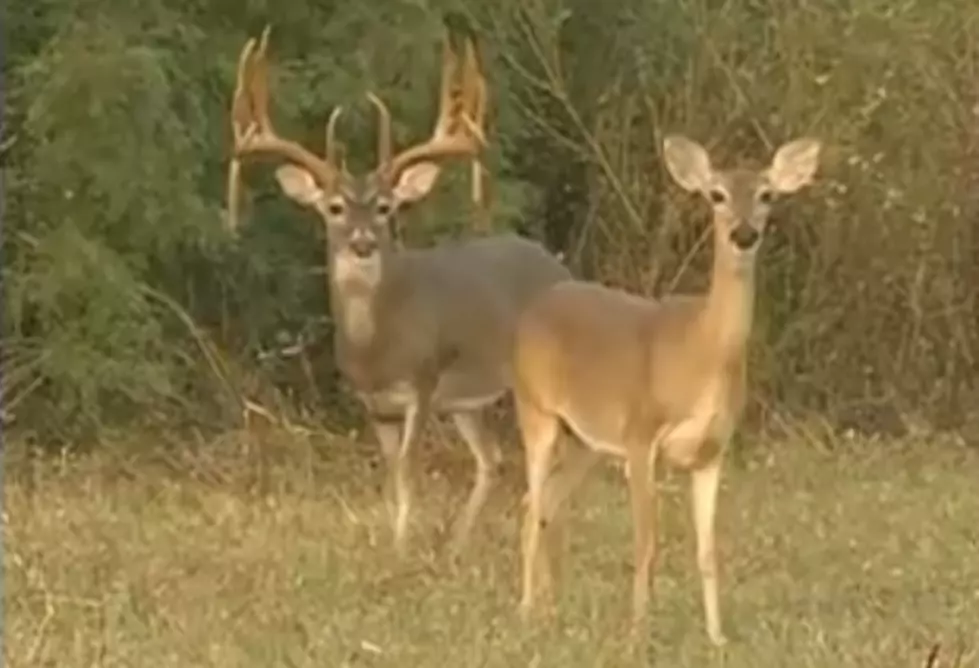 Farming Monster Whitetail Deer [VIDEO]