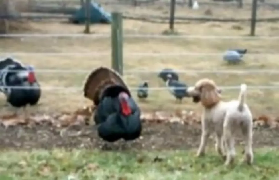Turkey Farmer Tries To Catch A Turkey [VIDEO]