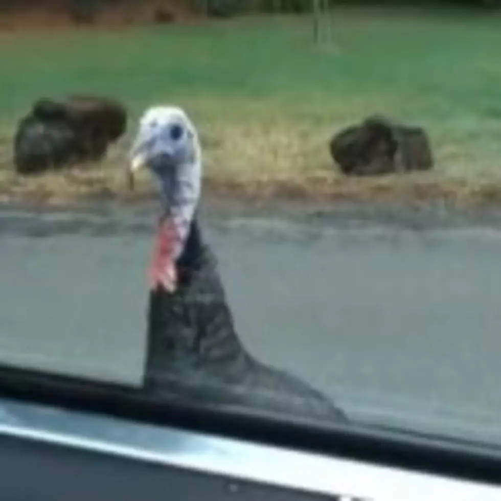 Wild Turkey Chases Reporter [VIDEO]