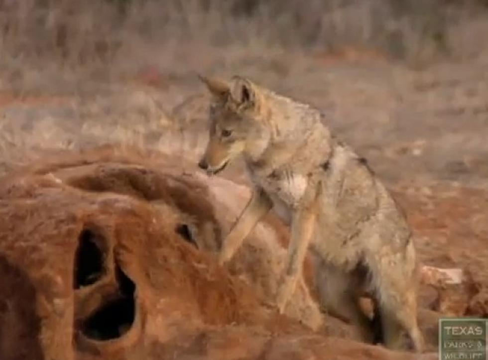 Our Cats are not Safe as Coyotes Move into Town [VIDEO]