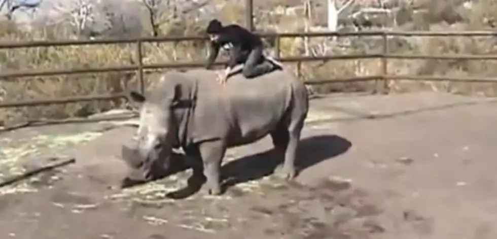 Man Rides a White Rhino [VIDEO]