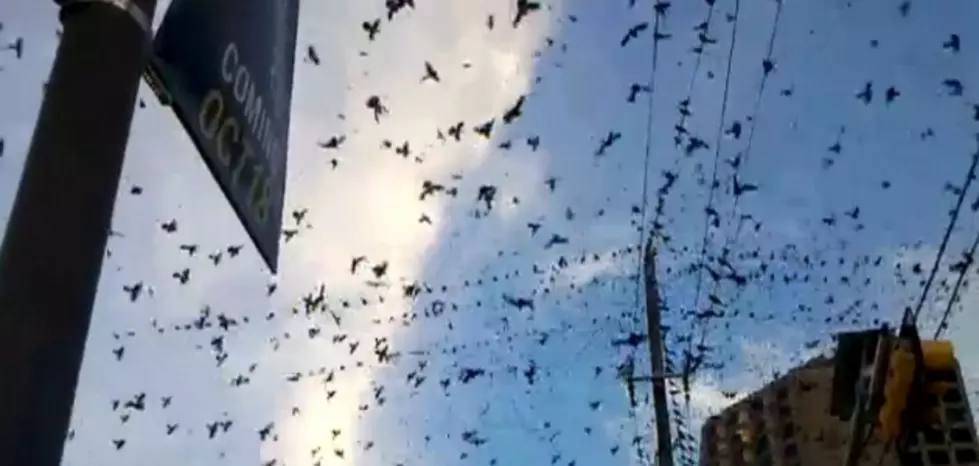The Grackle Infestation in Abilene is a Growing Problem [VIDEO]