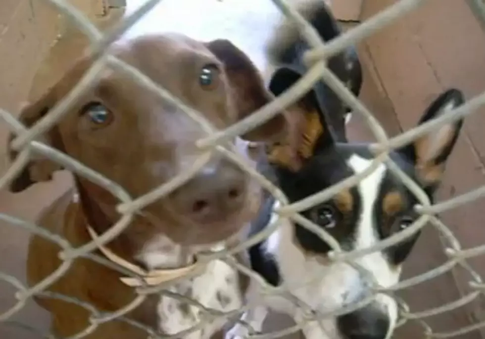 New Ordinance Could Make Your Dog a Criminal [VIDEO]