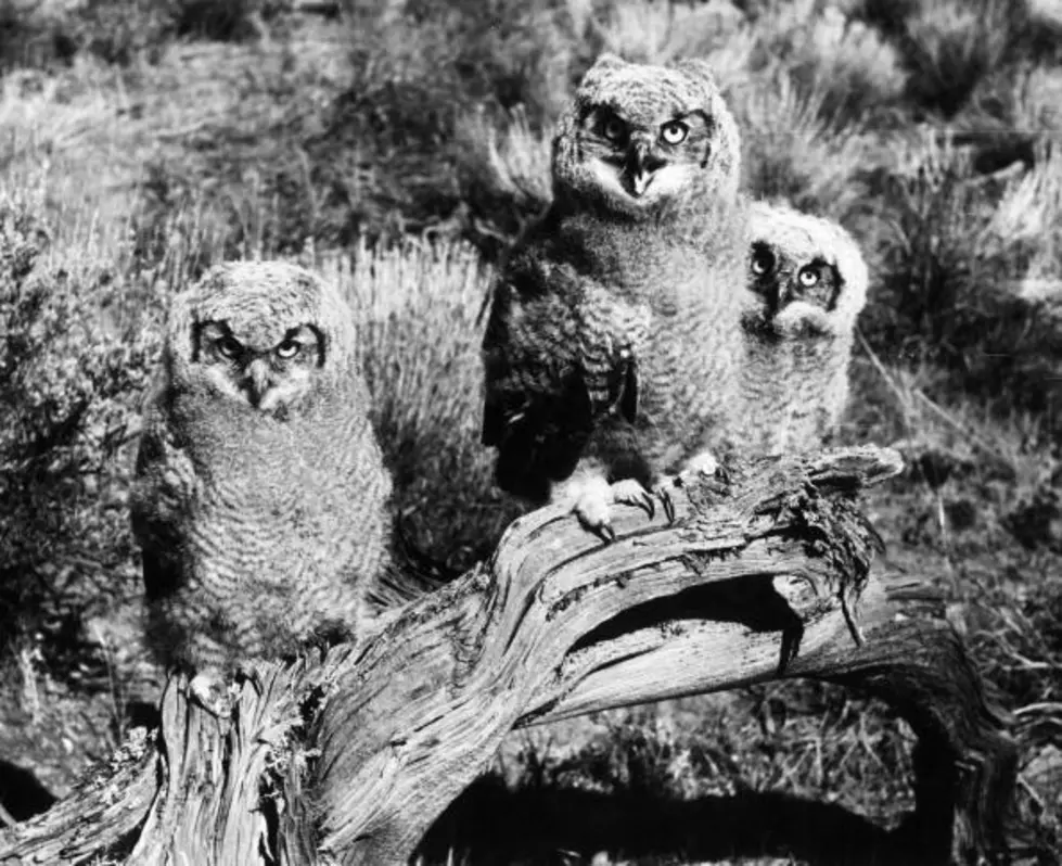 The Legend and Superstition of the Owl