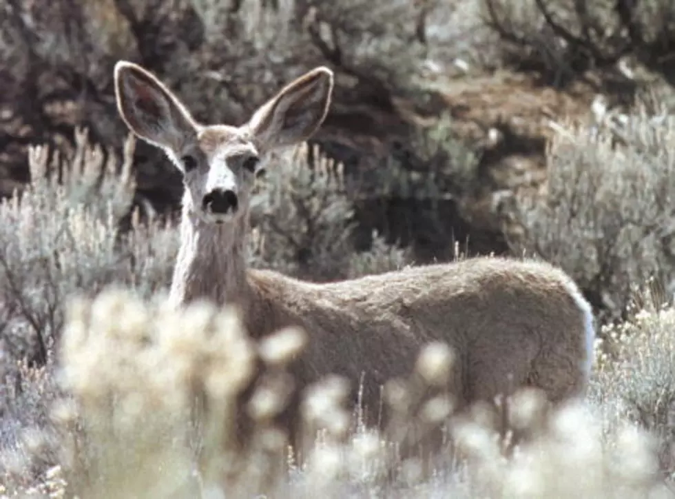 Chronic Wasting Disease Found in Far West Texas Mule Deer