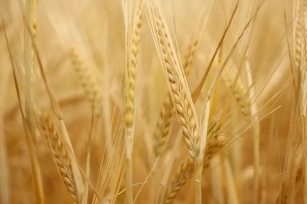 The Farm Bill and Drought to be Main Focus at Abilene Wheat Conference