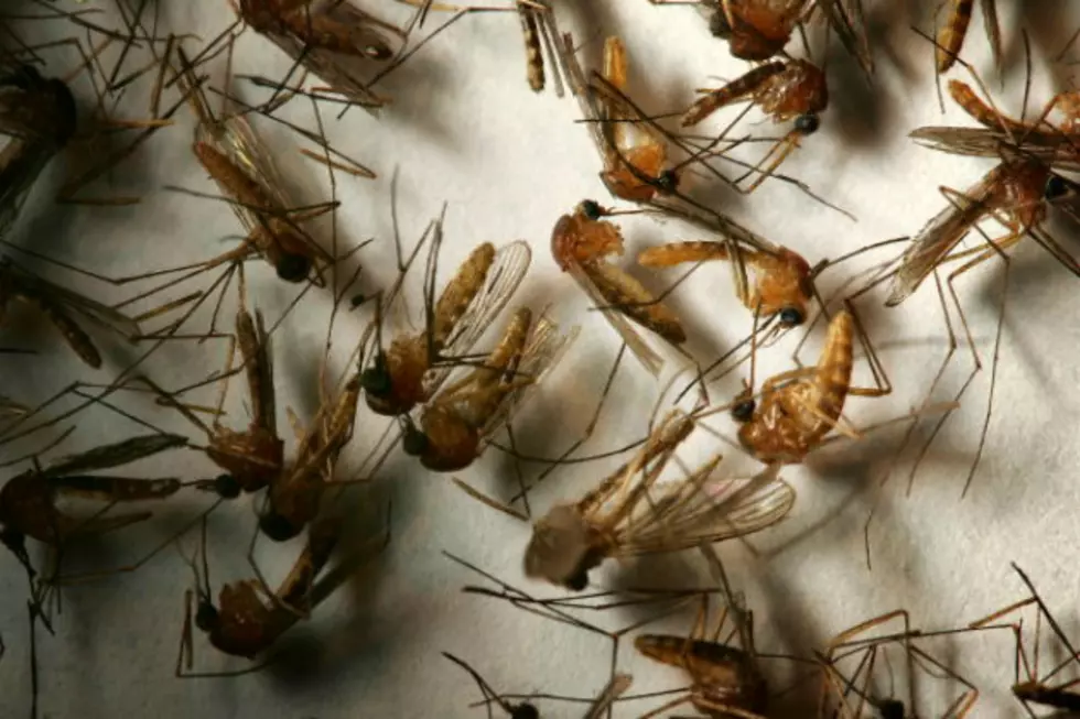 West Nile Virus Found in Abilene – What Should We Do?