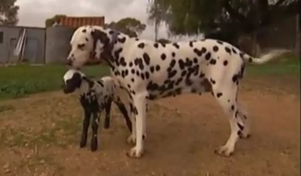 Orphaned, Spotted Lamb Adopted By Dalmatian Dog [VIDEO]