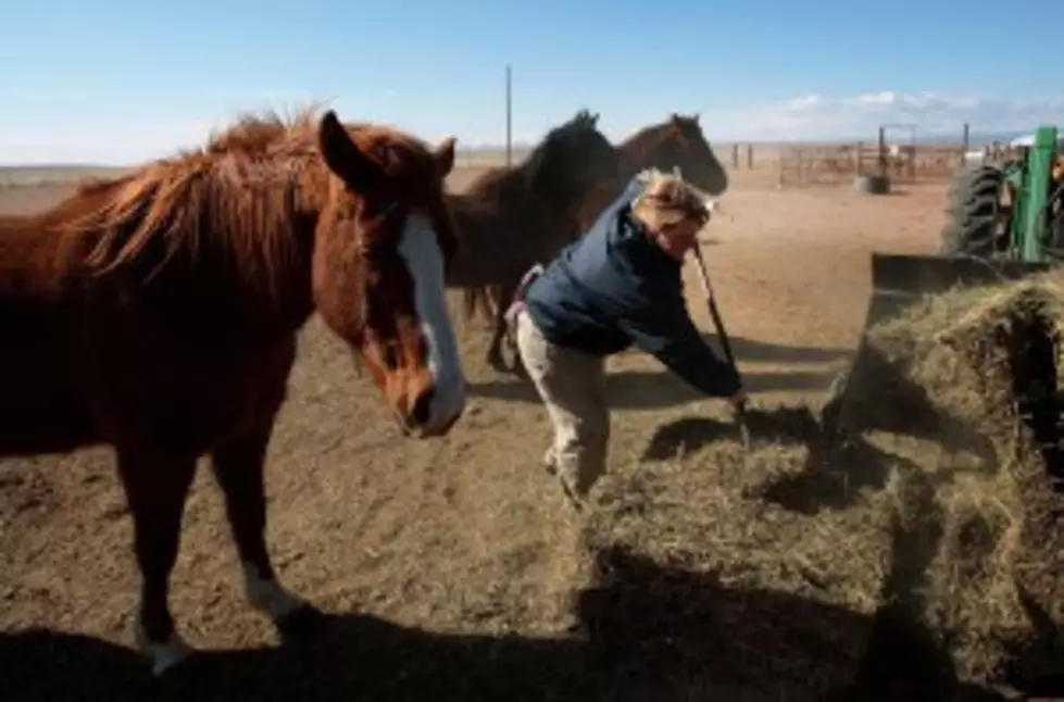 ASPCA &quot;Hay-Bale Out&quot; Gives Relief to Some Horse Owners in Texas and Oklahoma