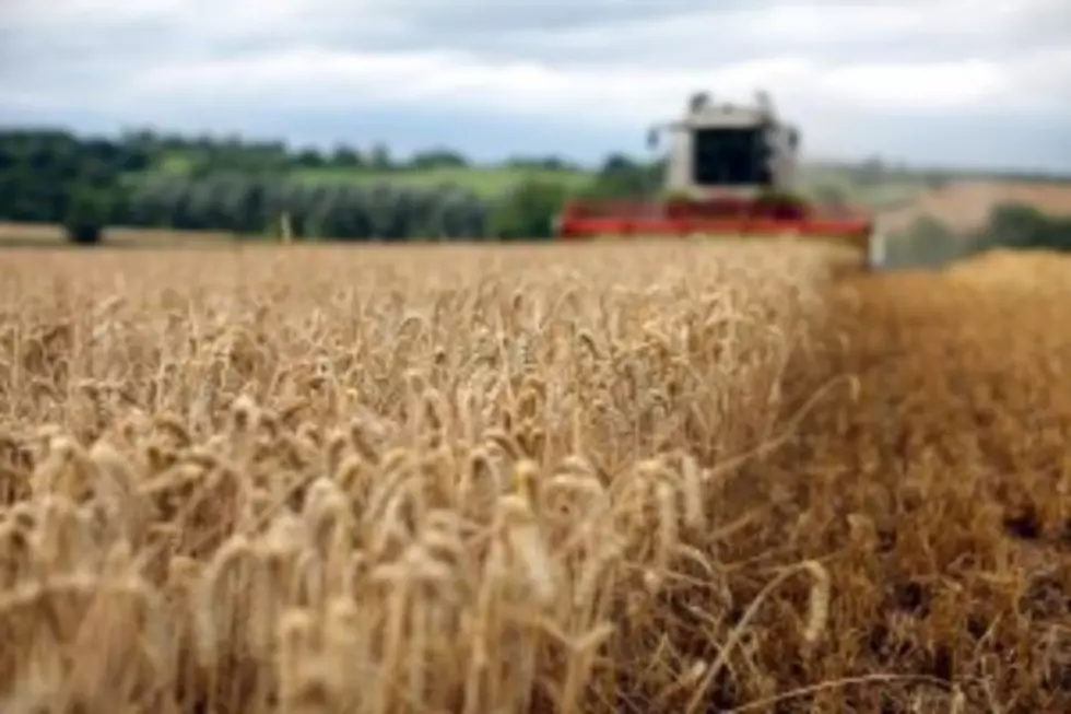 USDA Sees Record Grain Production [AUDIO]
