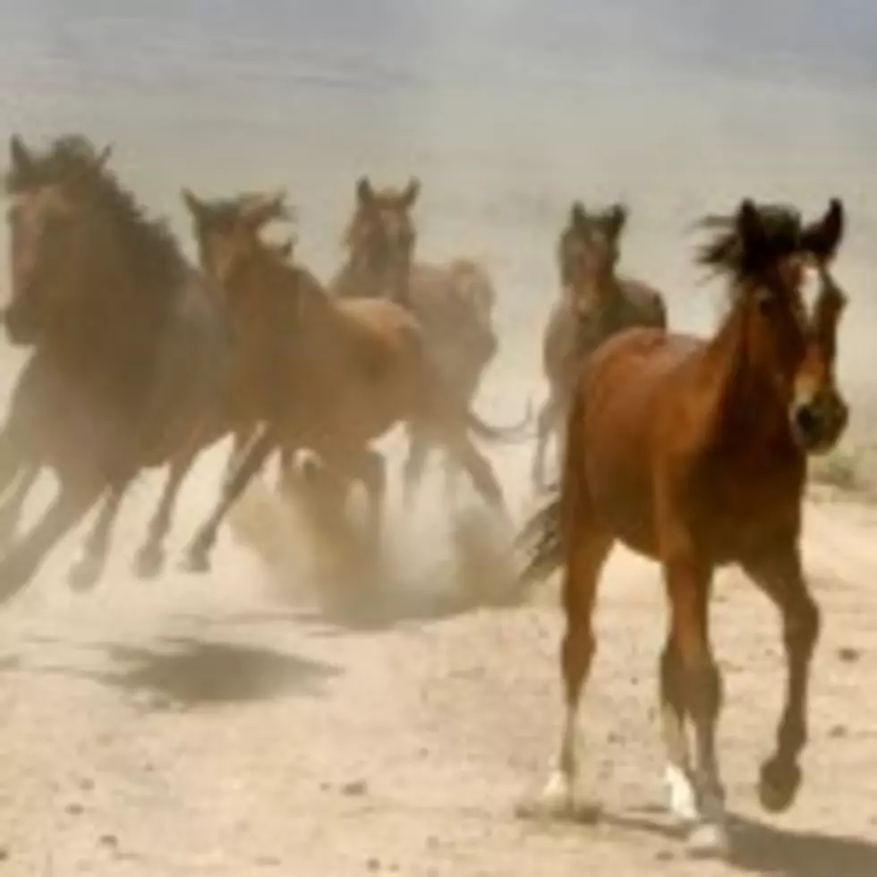 BLM Will Feature Wild Horses at Fair [AUDIO]