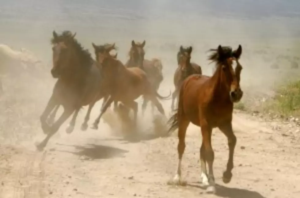 BLM to Remove More Wild Horses This Fall [AUDIO]