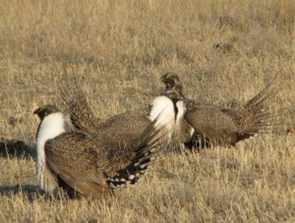 Game and Fish Asking for Dead Sage Grouse Reports [AUDIO]