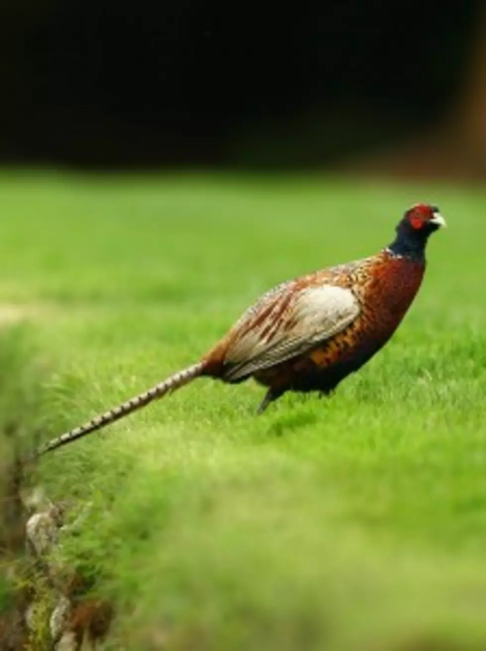 Game and Fish: Springer Special Pheasant Hunt Is On [AUDIO]