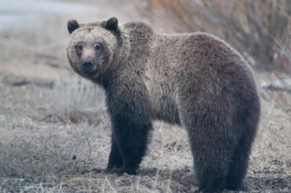 Wildlife Officials Relocate Problem Grizzly Bear [AUDIO]