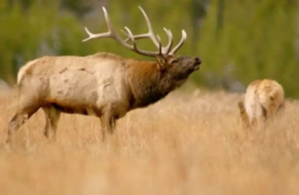 Non-Resident Elk Deadline Approaching [AUDIO]