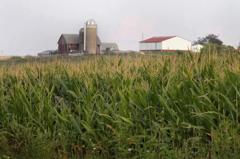Corn Acerage Exceeds Predictions [AUDIO]