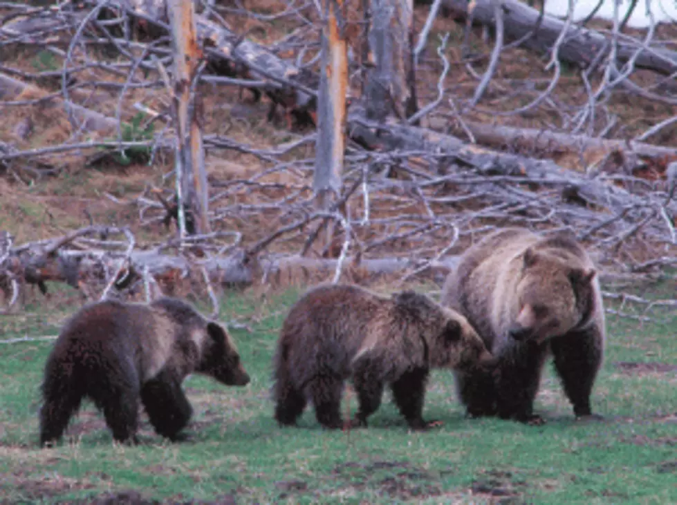 Gov. Mead Wants Grizzly Bears Delisted In Greater Yellowstone Area [AUDIO]